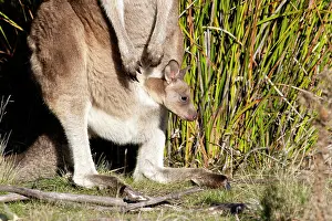 Joey: Forester / Eastern Grey Kangaroo - female with joey