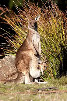 Joey: Forester / Eastern Grey Kangaroo - female with joey about to