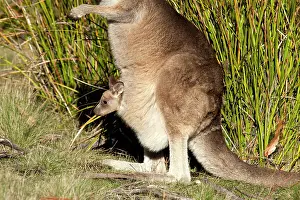 Joey: Forester / Eastern Grey Kangaroo - female with joey