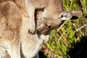 Joey: Forester / Eastern Grey Kangaroo - female with joey cleaning