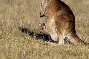 Joey: Forester / Eastern Grey Kangaroo - female with joey in pouch