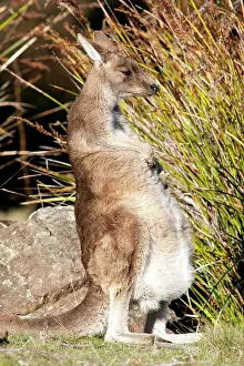 Joey: Forester / Eastern Grey Kangaroo - female with joey in pouch