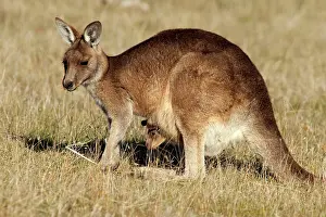 Joey: Forester / Eastern Grey Kangaroo - female with joey in pouch