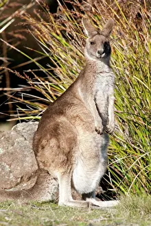 Joey: Forester / Eastern Grey Kangaroo - female with joey in pouch
