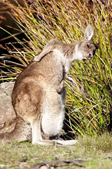 Joey: Forester / Eastern Grey Kangaroo - female with joey in pouch