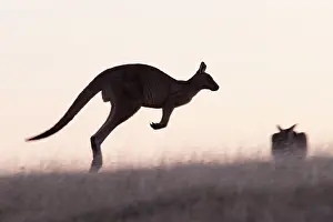Hopping: Forester / Eastern Grey Kangaroo - large male in characteris