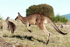 Hopping: Forester / Eastern Grey Kangaroo - male hopping