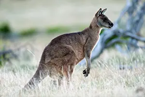Forester: Forester / Eastern Grey Kangaroo - male - largest marsupial