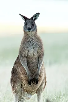 Forester: Forester / Eastern Grey Kangaroo - male - largest marsupial
