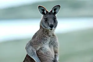 Forester: Forester / Eastern Grey Kangaroo - male - largest marsupial