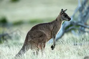 Forester: Forester / Eastern Grey Kangaroo - male - largest marsupial