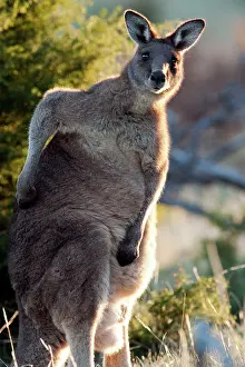 Forester: Forester / Eastern Grey Kangaroo - male - largest marsupial