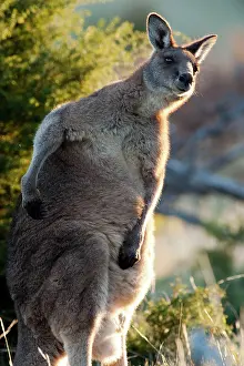 Forester: Forester / Eastern Grey Kangaroo - male - largest marsupial