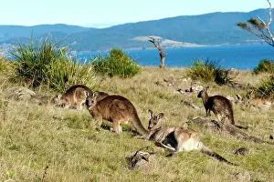 Forester: Forester / Eastern Grey Kangaroo - resting and grazing