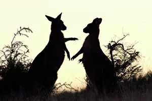 Forester: Forester / Eastern Grey Kangaroo - sub-adult males play-figh