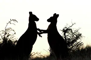 Forester: Forester / Eastern Grey Kangaroo - sub-adult males play-figh
