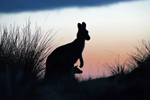 Joey: Forester Kangaroo adult female with 4 to 5 month