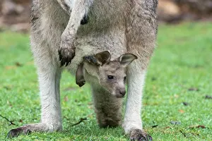 Joey: Forester Kangaroo adult female with 4 to 5 month