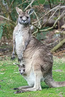 Joey: Forester Kangaroo adult female with 4 to 5 month