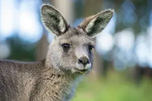 Forester: Forester Kangaroo adult female cu head