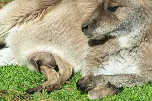 Joey: Forester Kangaroo adult female with large pouched young