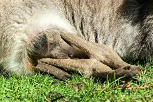 Joey: Forester Kangaroo adult female with large pouched young
