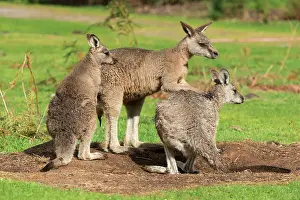 Rituals: Forester Kangaroo adult male (centre) testing female's