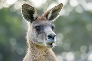 Forester: Forester Kangaroo adult male close up of head