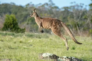 Hopping: Forester Kangaroo adult male hopping out onto grass