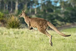 Hopping: Forester Kangaroo adult male hopping out onto grass