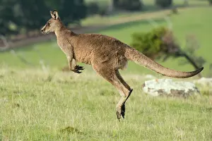 Hopping: Forester Kangaroo adult male hopping out onto grass