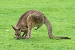 Penis: Forester Kangaroo adult male showing extended penis grazing
