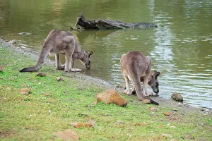 Kangaroos: Forester Kangaroo adult males drinking