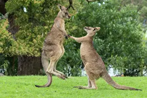 Boxing: Forester Kangaroo adult males fight for dominance