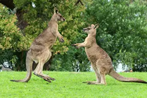 Boxing: Forester Kangaroo adult males fight for dominance