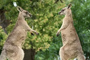 Boxing: Forester Kangaroo adult males fight for dominance