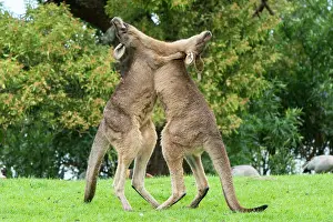 Boxing: Forester Kangaroo adult males fight for dominance