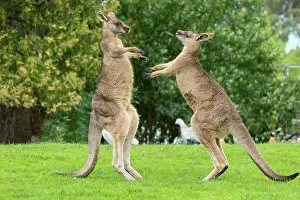 Boxing: Forester Kangaroo adult males fight for dominance