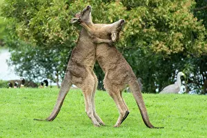 Kangaroos: Forester Kangaroo adult males fight for dominance