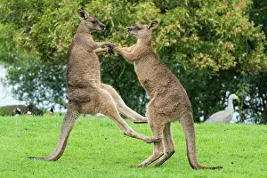 Kangaroos: Forester Kangaroo adult males fight for dominance