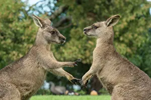 Boxing: Forester Kangaroo adult males fight for dominance facing off
