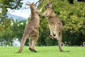 Boxing: Forester Kangaroo adult males fight for dominance kicking