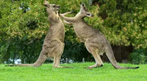 Boxing: Forester Kangaroo adult males fight for dominance kicking