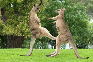 Boxing: Forester Kangaroo adult males fight for dominance kicking