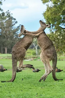 Boxing: Forester Kangaroo adult males fighting for dominance