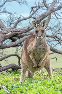Forester: Forester Kangaroo adult sheltering from storm using