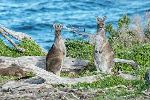 Forester: Forester Kangaroo on alert