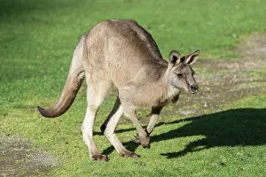 Hopping: Forester Kangaroo hopping out onto grass area to graze