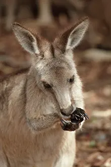 Giganteus: Forester Kangaroo ( Macropus giganteus tasmaniensis