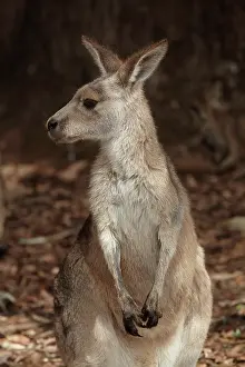 Giganteus: Forester Kangaroo ( Macropus giganteus tasmaniensis